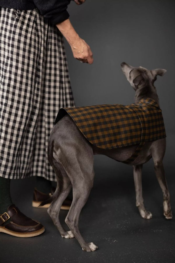 Dog wearing a plaid coat with a person in a checkered dress in the background