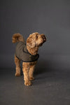 Dog wearing a dark coat on a gray background